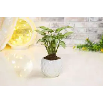 Syngonium 